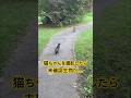 【緊急動画】　猫ちゃんの後ろに見たことのない生き物が、、、　#猫　#緊急　#緊急動画 #未確認生命体 #shorts