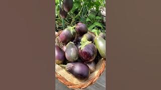 VEGGIE VIBES: Harvesting Organic Goodness