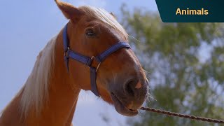 Meet Mosey, the horse that loves retail therapy | Dorset: Country and Coast by Channel 5 565 views 1 month ago 3 minutes, 11 seconds