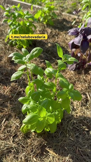 Первый пошел! Высаживаю базилик в открытый грунт 🌿 #рассада #базилик ...