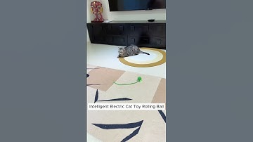 My Cat’s New Favorite Toy – The Automatic Rolling Ball!