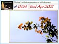 Ashrama Gardens Photo Video # 0454 - April 30, 2021 Edition - End April 2021 Clicks