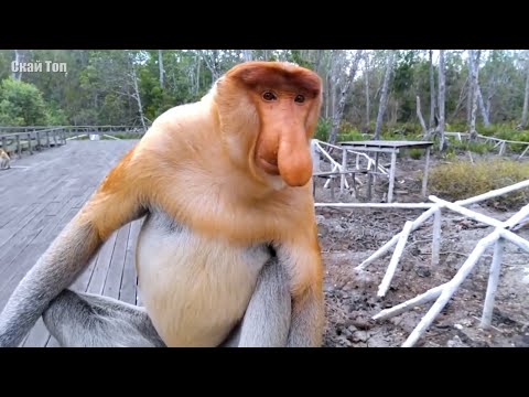 Удивительные животные с самой НЕОБЫЧНОЙ внешностью