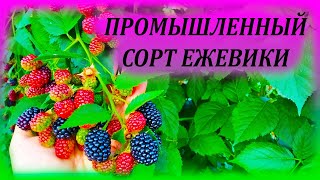 Самый урожайный сорт ЕЖЕВИКИ в моей коллекции. Безшипая ежевика БЛЕК САТИН. Выращивание ежевики.