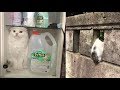 狭いところが好きなのはわかるけど、「なぜそこｗ」ってなる猫ちゃんの光景がじわじわ面白いｗ～The sight of a cat like a narrow place is interesting.