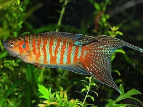 paradise fish/gouramis  and goldfish... could it work?