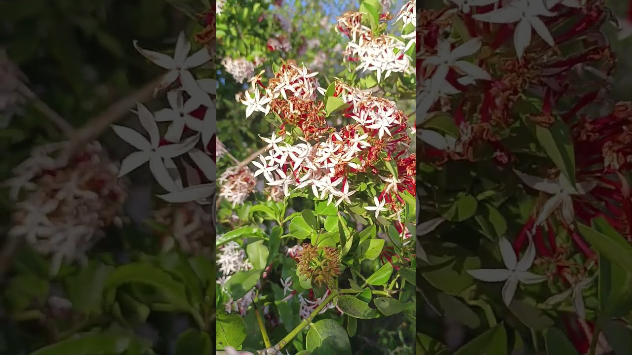 Loliondo - The Plant That Carried Hope #healingnature, #healingjourney