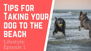 Does Jones Beach accept dogs?