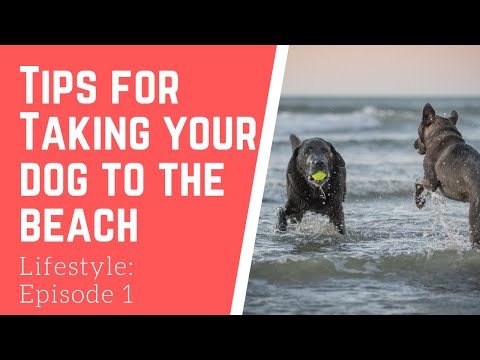 वीडियो: समुद्र तट के लिए एक कुत्ता लेने पर युक्तियाँ