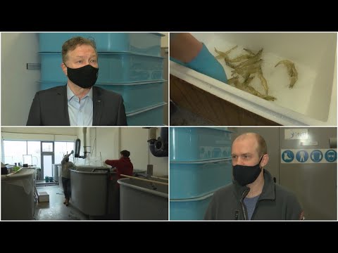 Video: Kodėl reikalingas krevečių auginimas?