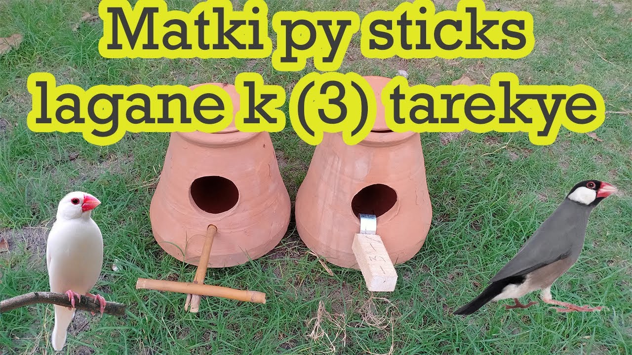 Py Sticks Matki py sticks lagane ka tareka l breeding season start ljaval ...