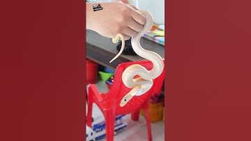 Cách nhận biết Rắn Tấn Công #shorts