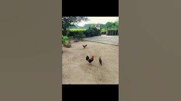 bẩy gà rừng kẹp mái bổi chạy nhanh như chớp, Tiếng gà rừng#tiếng gà rừng rặc#tiếng gà rừng rặc gáy