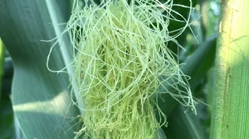 Adult Root Worms turning into 1000