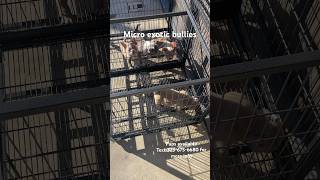 Micro bully pups available microsizebully puppy bullying microbully americanbully