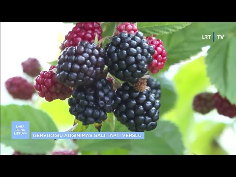 Video: Kaip išvengti kitų vairuotojų nusiminimo (su nuotraukomis)