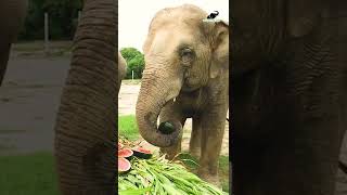 Just Dropping In To Wish You All A Happy Watermelon Day From Our Resident Pachyderms At The Centres!