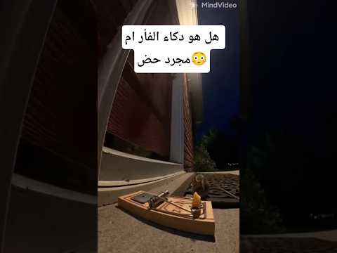 لن تصد ق كيف نجا هذا الفأر من المصيدة بأعجوبة     اكسبلور ترند