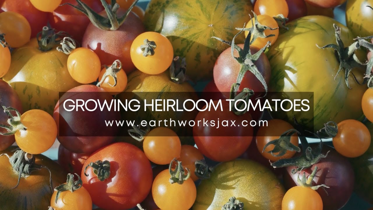 Growing Heirloom Tomatoes