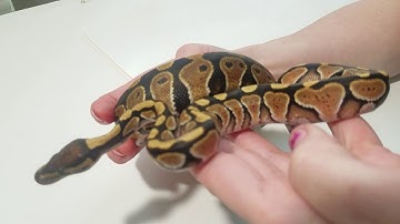 Ball Python Clutch #1 of 2018 (March) (Post-shed video)