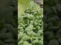 Pagi yang indah di kebun hidroponik!