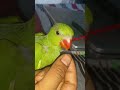 parrot sound #parrot 🐦 #shorts #talkingparot #birds #cute #Knowingcraze #parrotlovers #parrotvideo