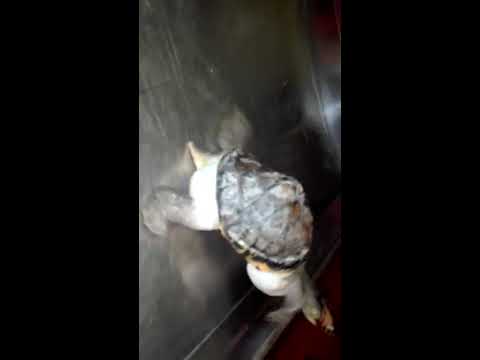 Physical Examination of Exotic Pet (Turtle) : Dr. Sagir's Pet Clinic
