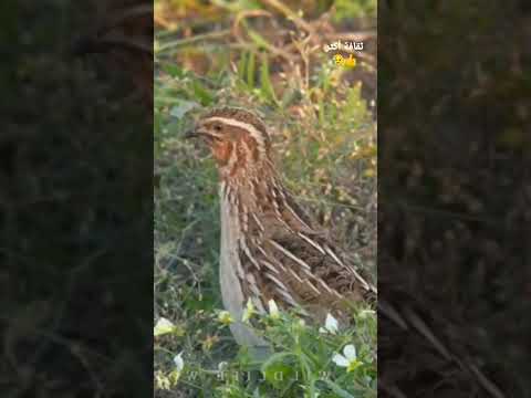 معلومات عن طيور السمان