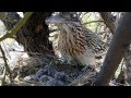 Greater Roadrunner feeding newborn huge lizards