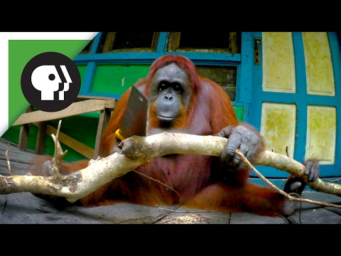 Orangutan Learns to Saw Wood