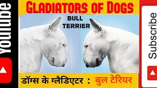 Bull Terriers In India Bull Terrier Breeder In India And Contact No. बल टरयर Vid -153
