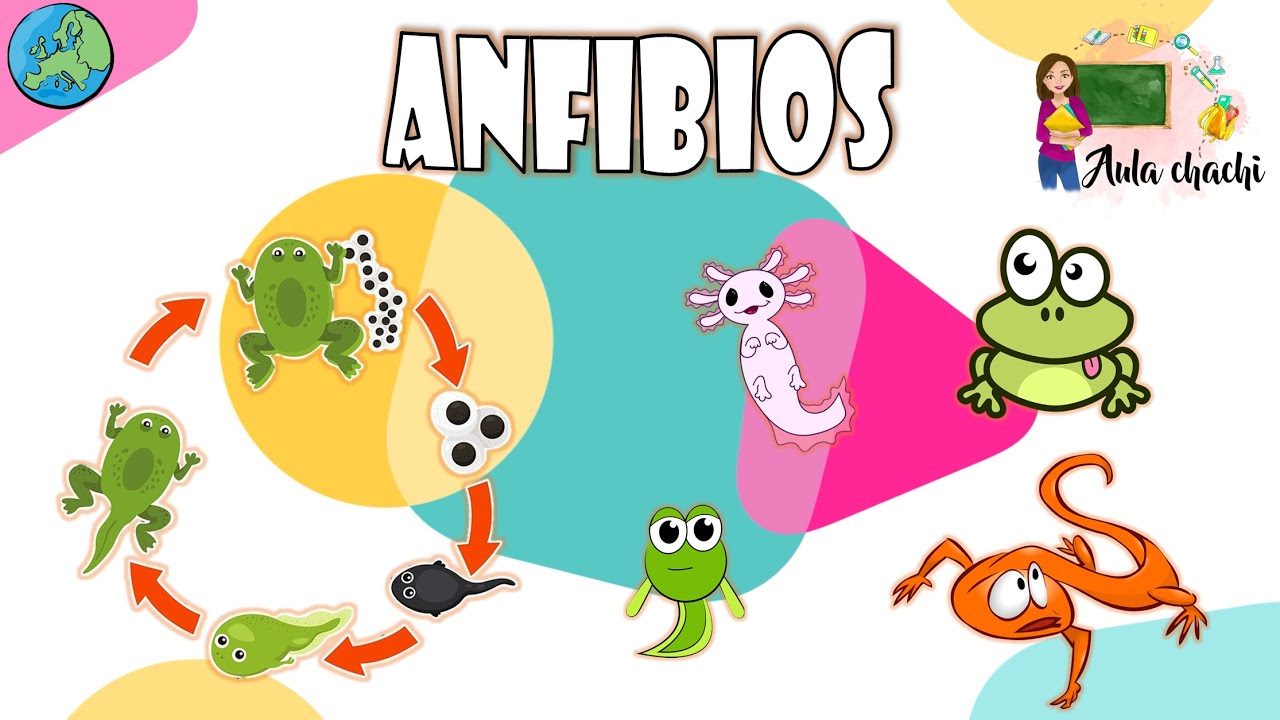 su Eso barrer Anfibios - Animales Vertebrados | Aula chachi - Vídeos educativos para  niños - YouTube