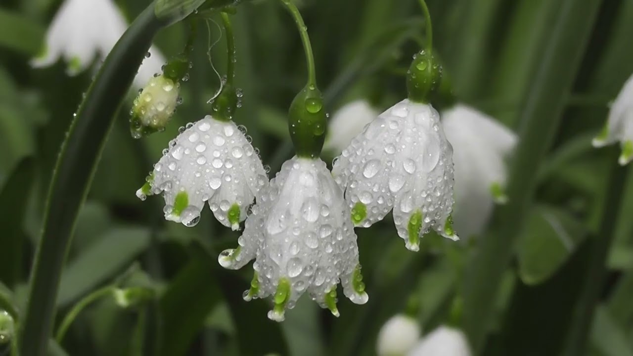 NEUMOND IM WASSERMANN