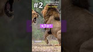 5 CURIOSIDADES SOBRE OS LEÕES #shorts #leoes #animals #curiosidades