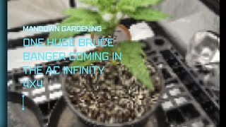 How i grow  weed easy under the evo 6 by ac infinity
