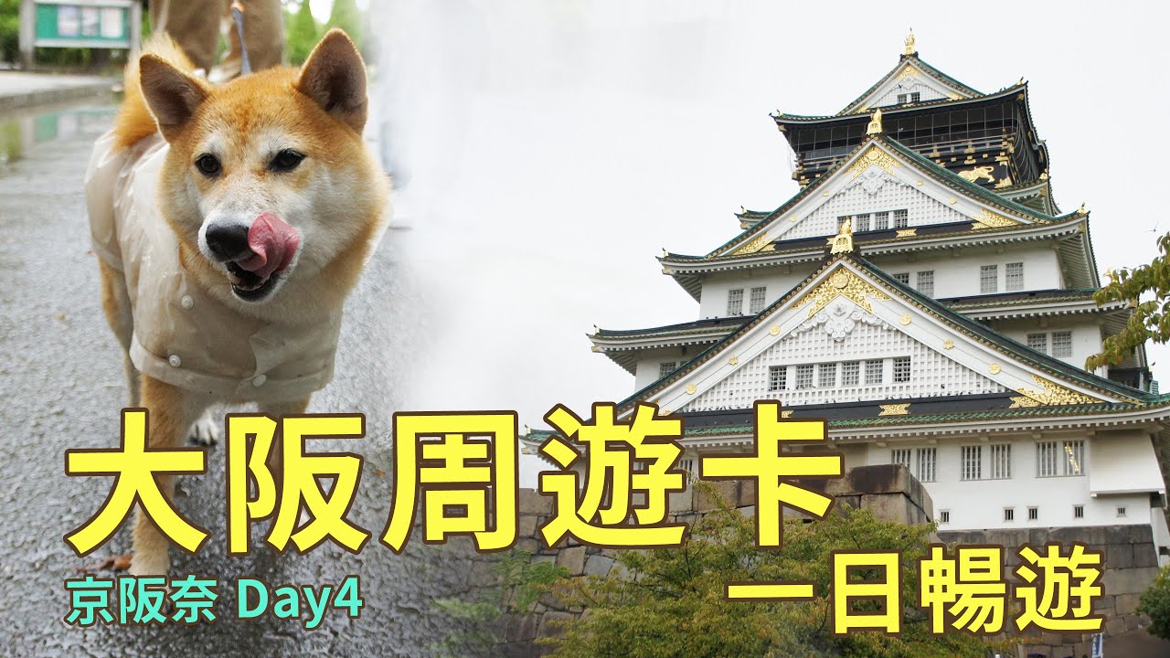 大阪一日遊｜使用大阪周遊卡從早玩到晚暢遊大阪各大景點｜大阪城搭訕柴犬、天保山港灣村搭海盜船、坐摩天輪、大阪生活今昔館、梅田空中庭園展望台看夜景｜日本京阪奈自助Day4｜芒果姐姐的小旅行｜芒果這一家🥭