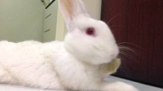 Mudo 20140604 - Paralysis Day 23 / Grooming