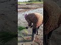 Begini Cara Tanam Padi di Sawah #petani #tanampadi #tanampadidisawah #akucintapetaniindonesia