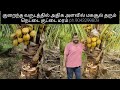 குறுகிய காலத்தில் அதிக அளவில் மகசூல் தரும் நெட்டை குட்டை மரம்.