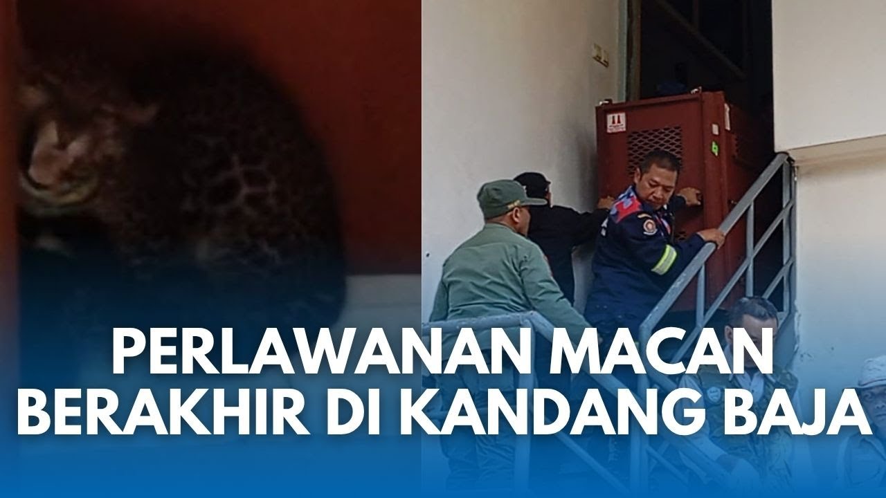 DETIK-DETIK Macan Tutul 'Healing' di Hotel Bandung Mau Nyerang saat Dievakuasi!