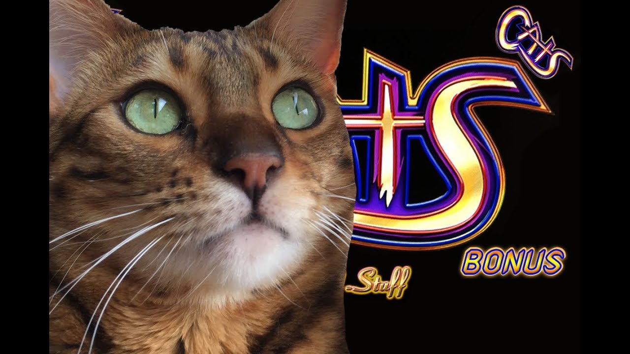 Cats Slot Play Some Huge Jackpots Youtube 