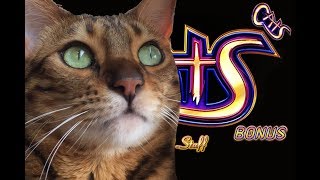 CATS SLOT PLAY - Some HUGE Jackpots