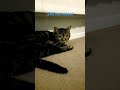 i only have 2 cats but 2nd cat reveal