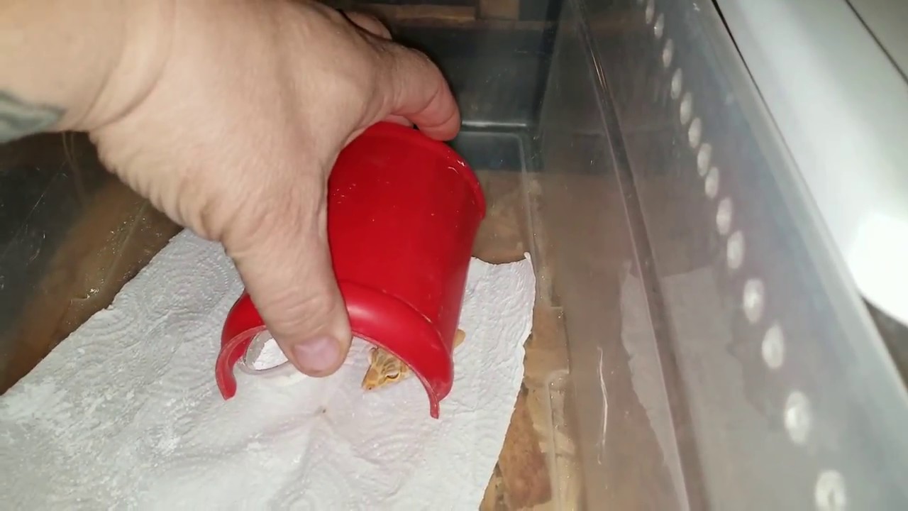 pythons for sale The Other Reptile Room