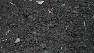 2013-06, Новосибирская область. На даче. Колония чёрных муравьёв в теплице.