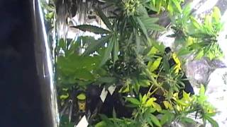 Greg's Update Flowering Video One and a Half Months