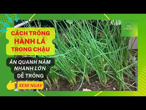 Videó: Malabar spenót növények – Hogyan termessünk malabar spenótot