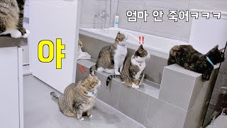 Amazing cats scolding their butlers when I take a shower.