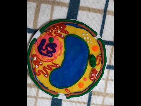 Making a plant cell using clay