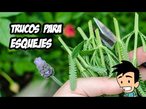 Como Hacer Esquejes los Mejores Trucos | EN DIRECTO #4